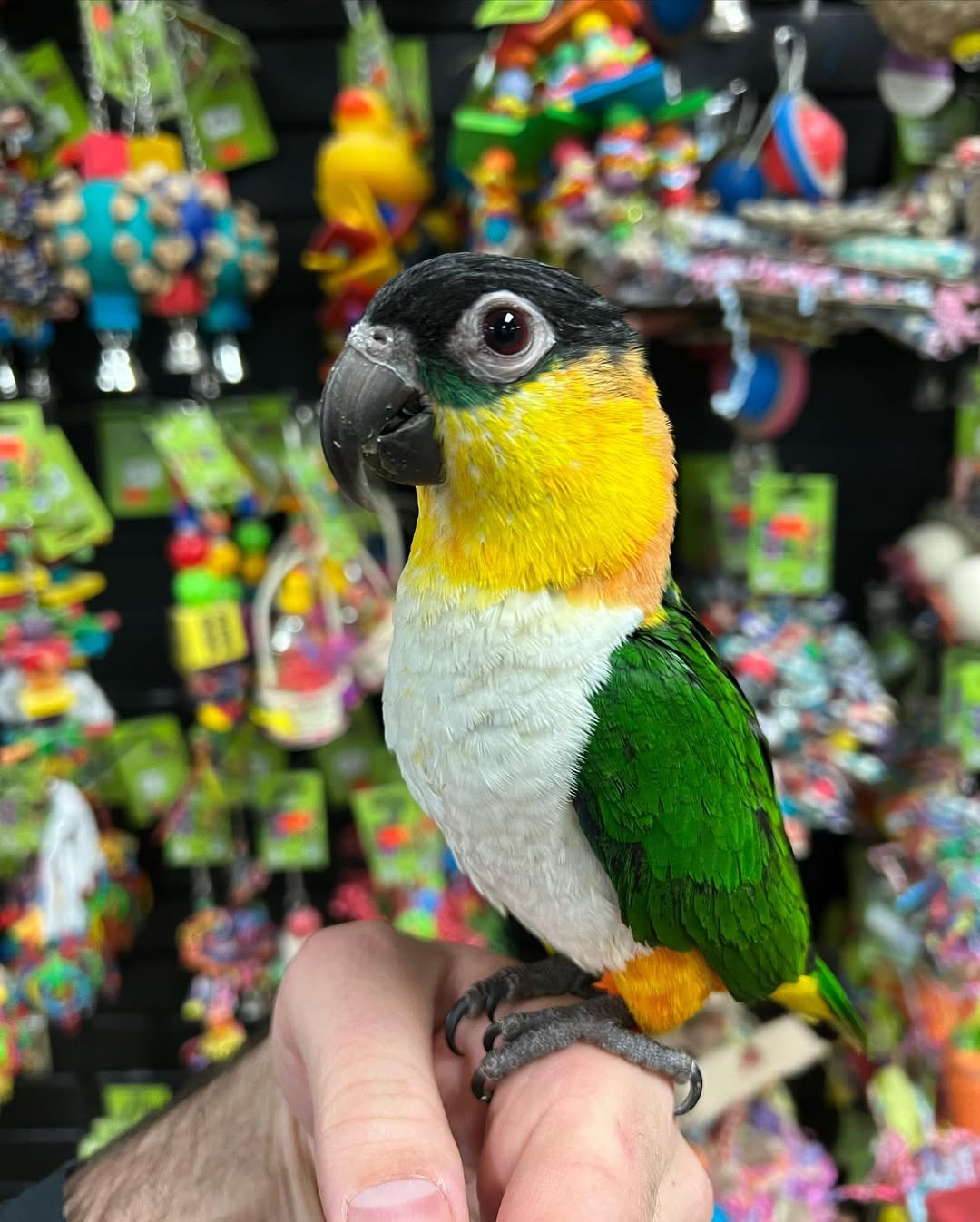 caique parrot for sale