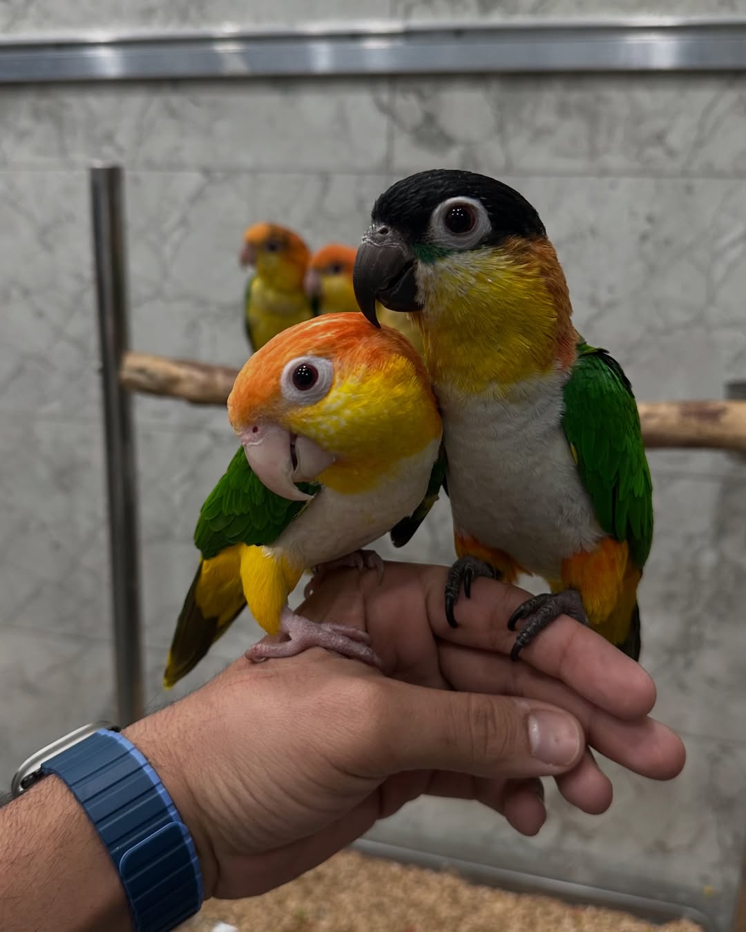 White bellied Caique for sale